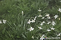 VBS_1190 - Fioritura narcisi a Castelnuovo Nigra 2023